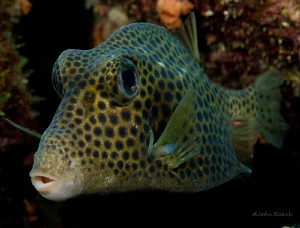 Spotted Trunkfish -  Lactophrys bicaudalis by John Roach 
